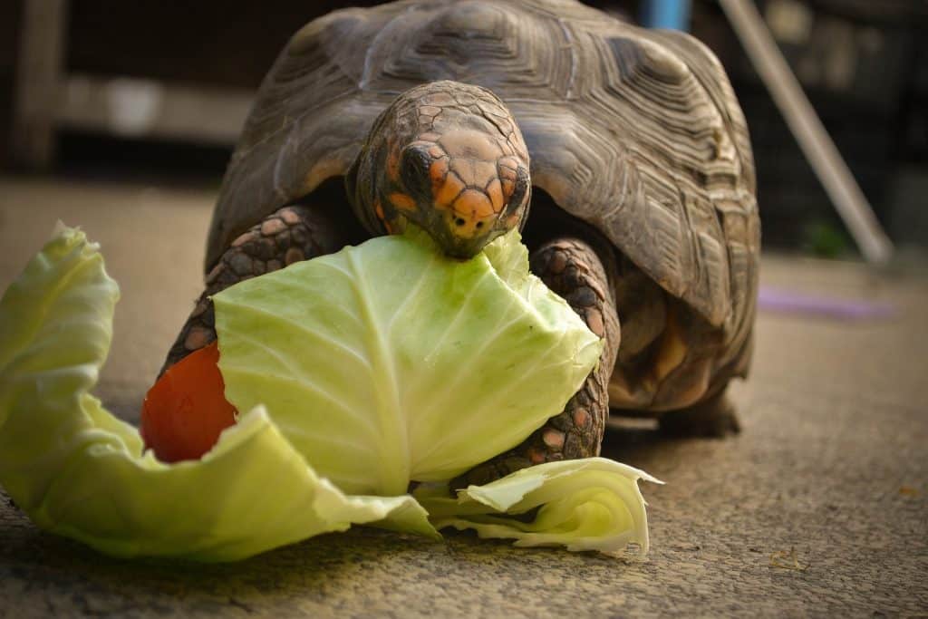 Imagem de um lindo e grande jabuti comendo folhas de repolho.
