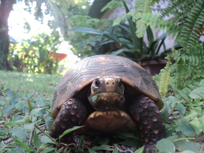 Imagem de um lindo e grande jabuti andando em um gramado.