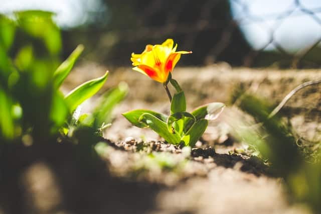 Flor laranja ao sol vista em foco