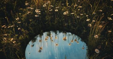 Espelho em um gramado com flores