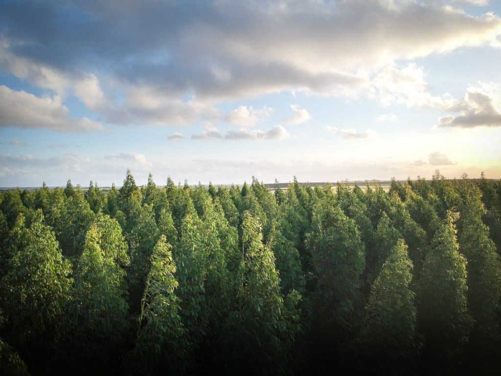 Floresta com diversas árvores e um céu com nuvens