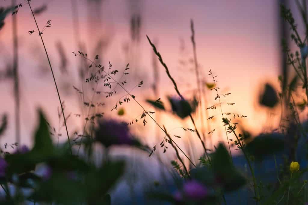 Flores desfocadas em um fim de tarde.