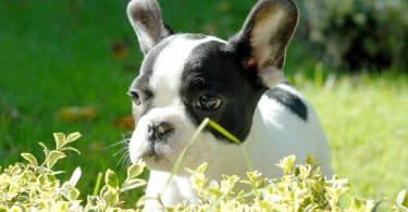 Imagem de um lindo cãozinho com manchas pretas em volta dos olhos e de pelagem branca.