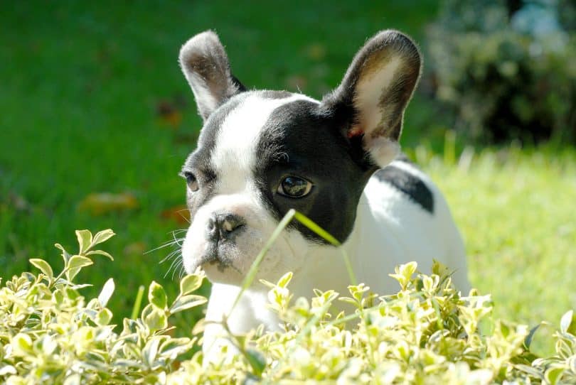 Imagem de um lindo cãozinho com manchas pretas em volta dos olhos e de pelagem branca.