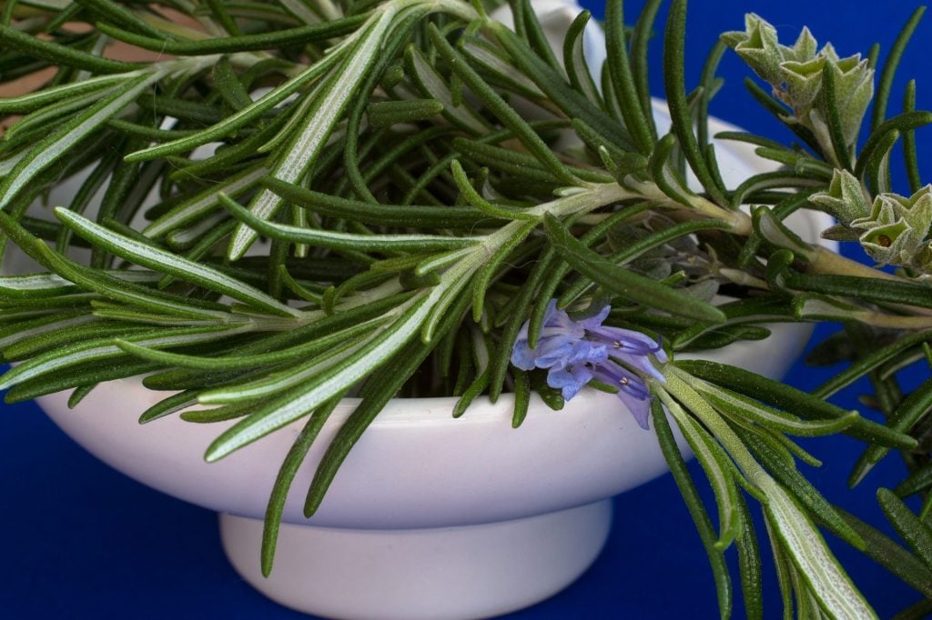 Imagem de uma plantinha fininha e bem verdinha dentro de um recipiente de porcelana branco. A planta será usada para um remédio natural para a ansiedade.