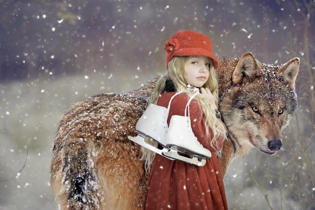 Imagem de um lindo lobo marrom e uma jovem mulher ao lado dele. Está nevando e a garota está segurando um patins para uso na neve.