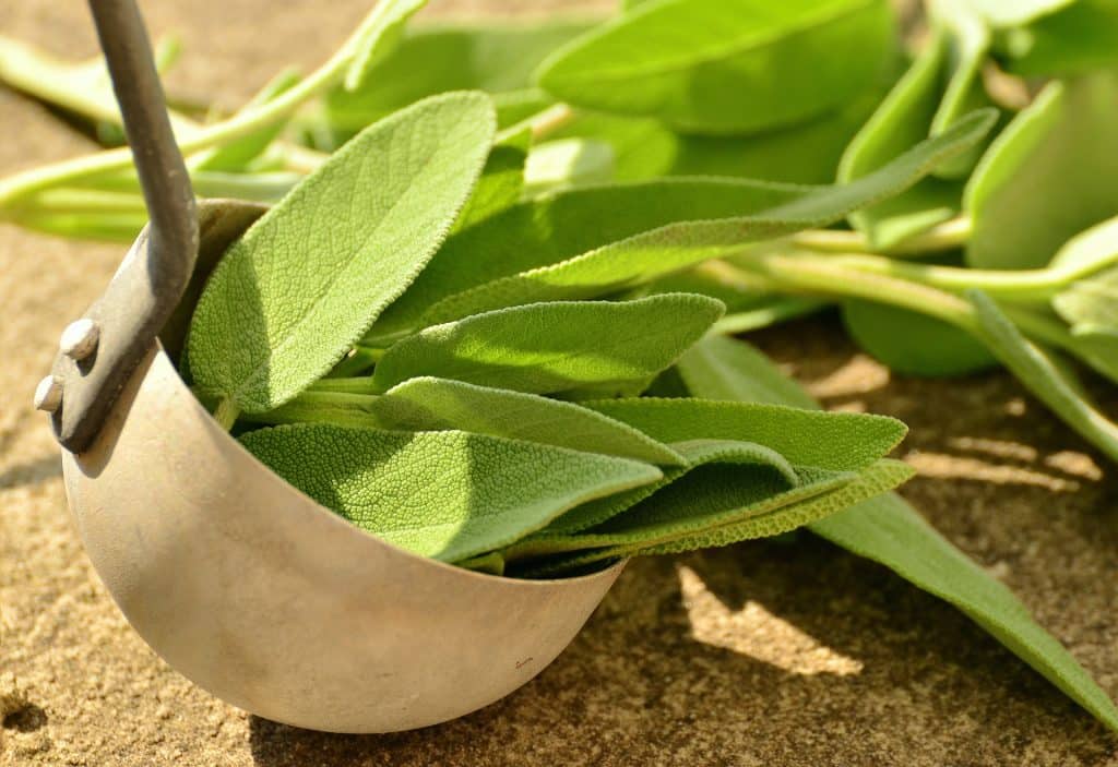 Imagem de uma planta medicinal para tratar a ansiedade. Ela está em uma concha e é bem verdinha.