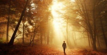 Homem andando em floresta seca com luz refletindo