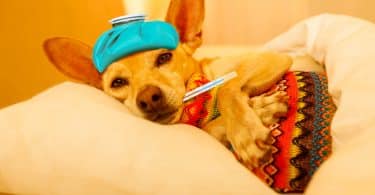 Imagem de um cão na cor caramelo. Ele está doentinho com um termômetro na boca e uma bolsa de gelo sobre a cabeça. Ele está esperando o remédio homeopático para se curar.