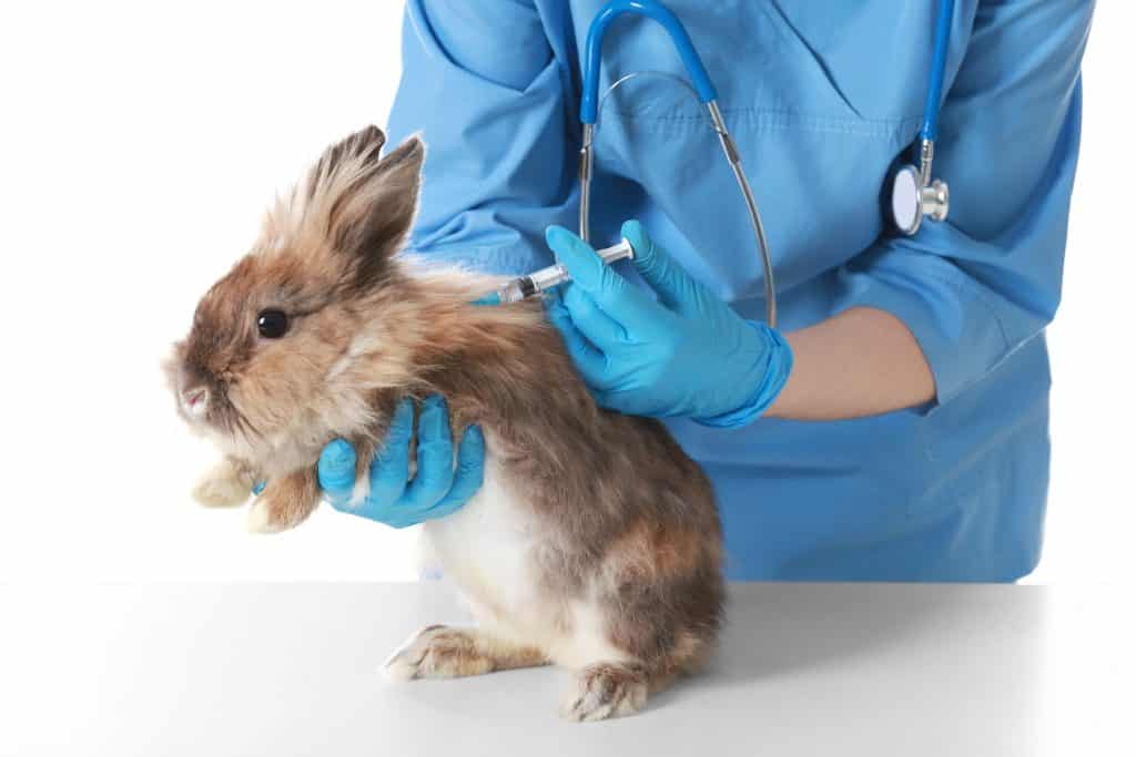 Coelho tomando injeção por uma veterinária