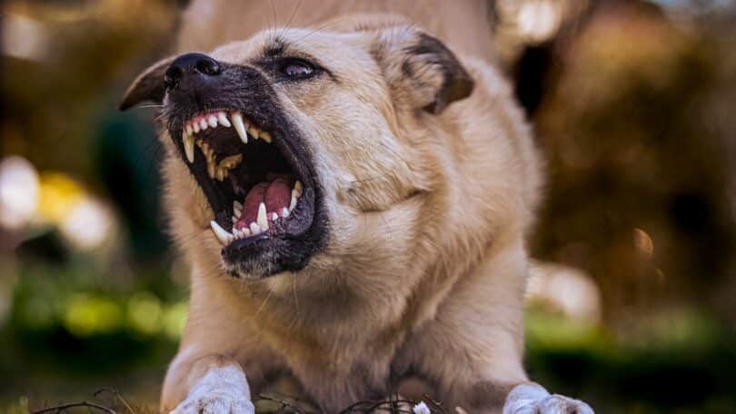 Imagem de um cachorro bravo no gramado