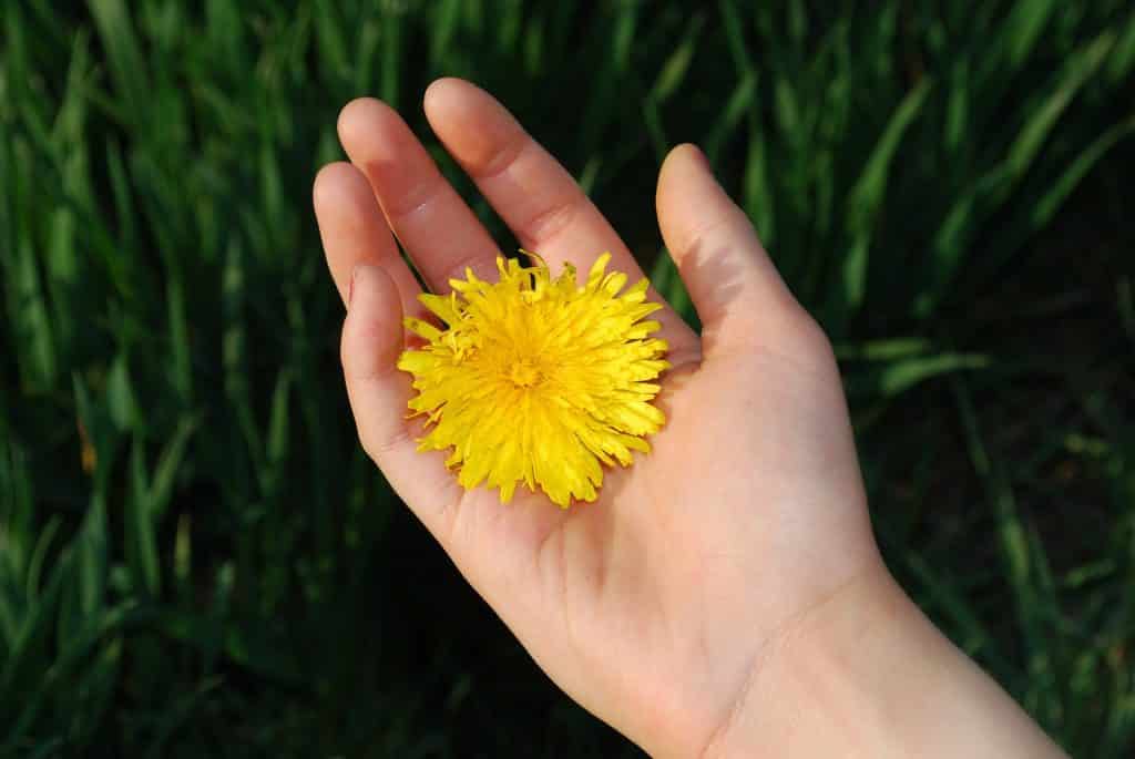 Imagem de uma mão feminina e sobre ela uma flor amarela, representando a gentileza com a natureza e com as flores.