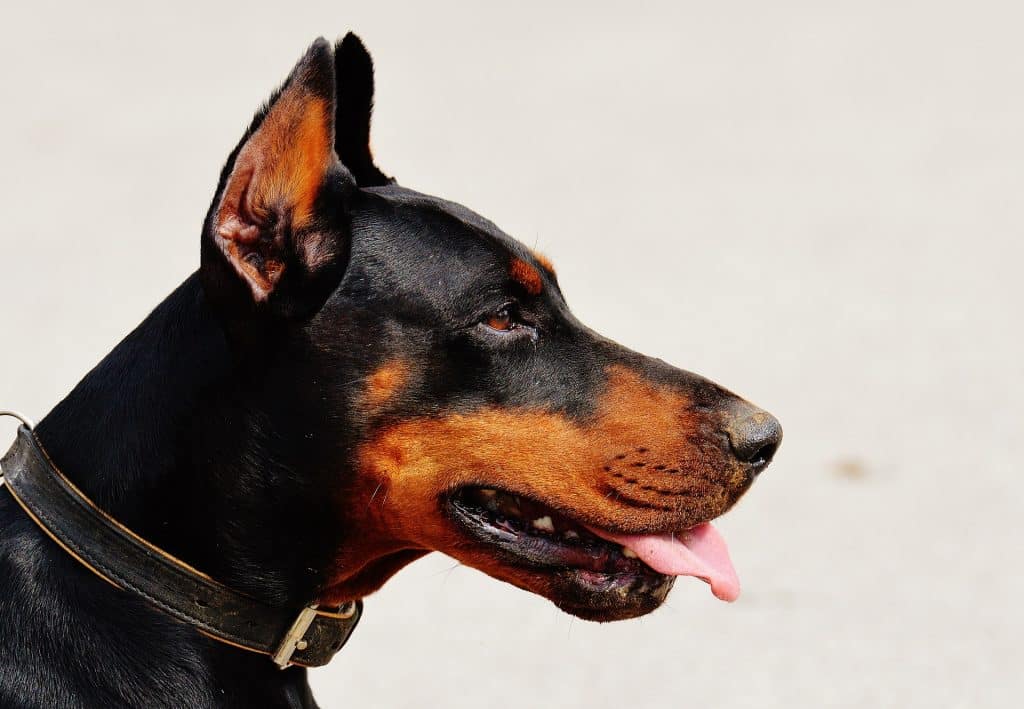 Imagem de um cão da raça doberman usando uma coleira.

