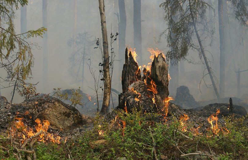 Imagem de uma parte do pantanal com um pouco de queimada.