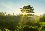 Imagem de uma paisagem com árvores, luz solar e um céu azul
