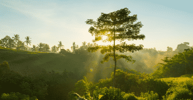 Imagem de uma paisagem com árvores, luz solar e um céu azul