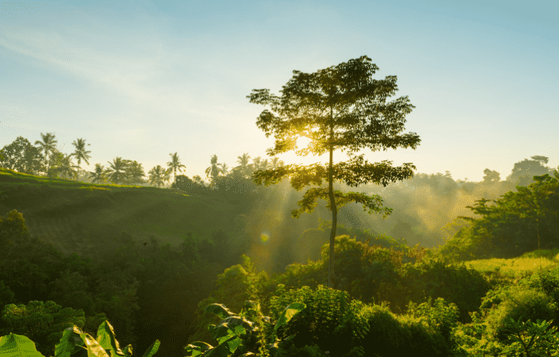 Imagem de uma paisagem com árvores, luz solar e um céu azul