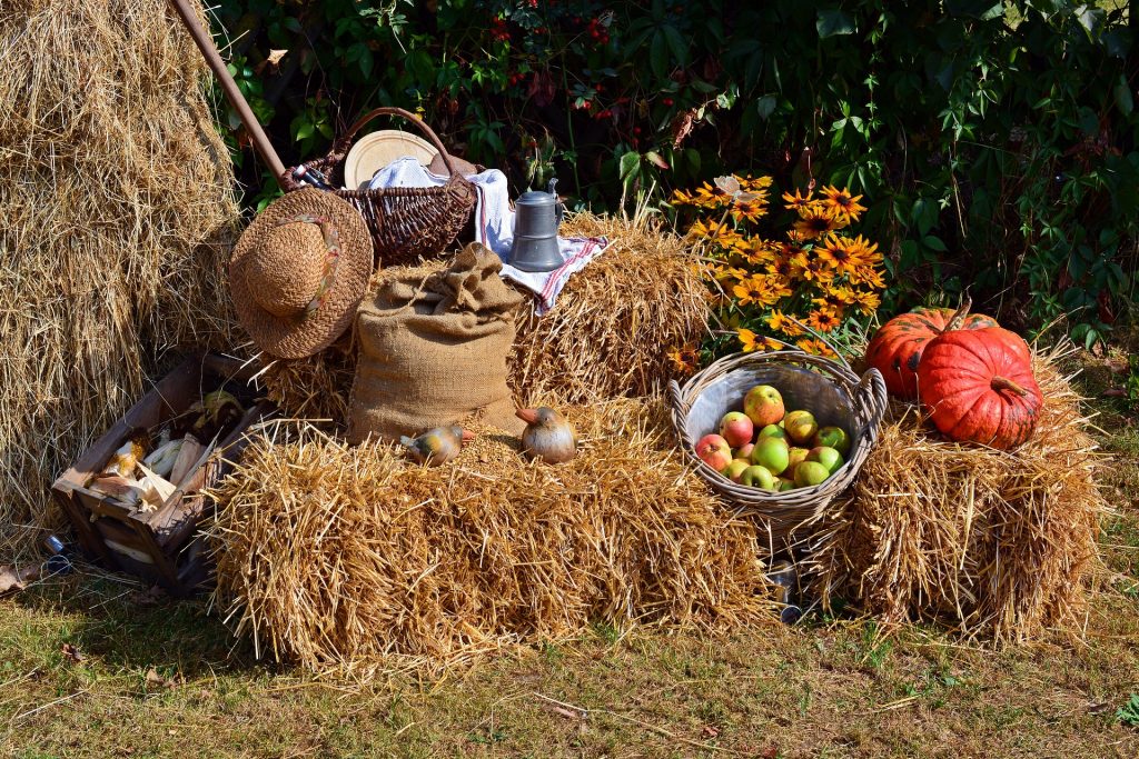 Imagem decorativa de uma colheita de alimentos demonstrando a forma de agradecimento e comemoração ao dia de ação de graças.