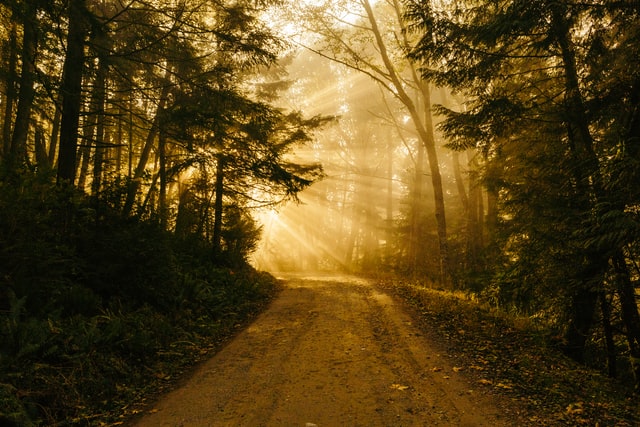 Estrada de terra entre árvores iluminada por raios de sol