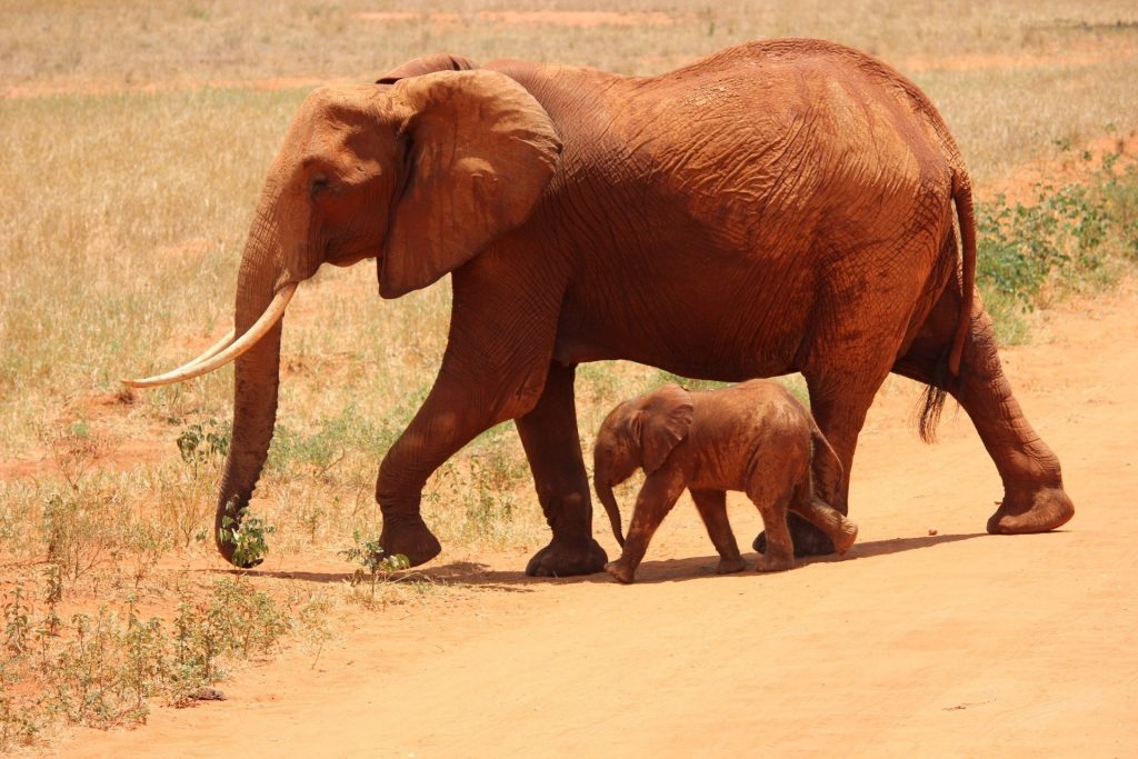 Elefante andando ao lado de seu filhote