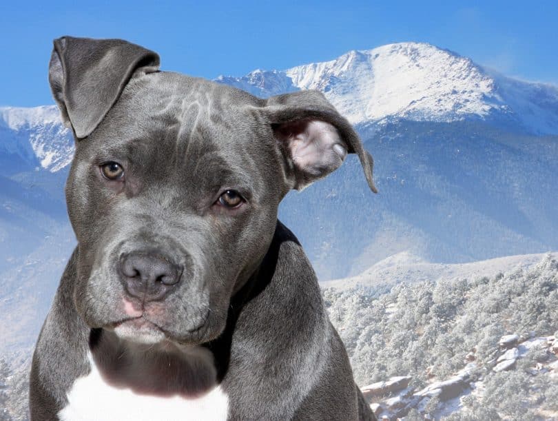 Imagem de um cachorro da raça pitbull nas cores cinza e branco. Ao fundo uma montanha coberta com neve.