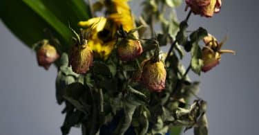 Flores mortas em um vaso