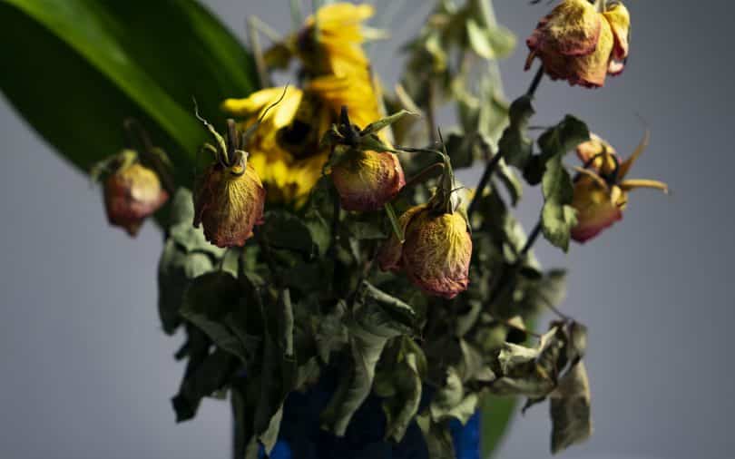 Flores mortas em um vaso