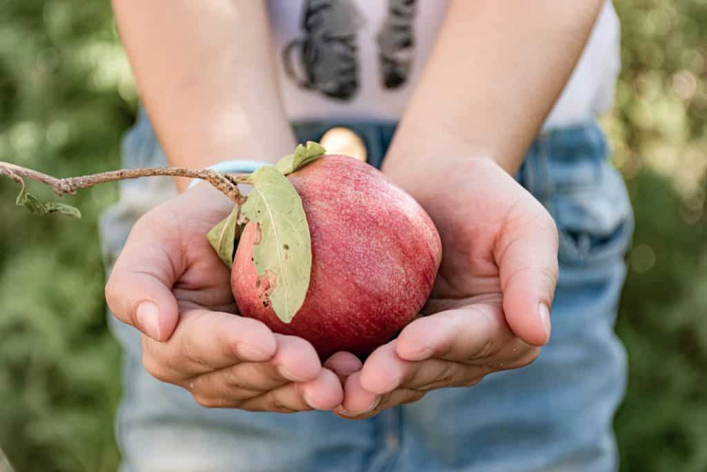 Imagem de uma pessoa segurando em suas mãos uma linda e saborosa maçã - fruta para ser degustada no dia da celebração do ano novo judaíco.
