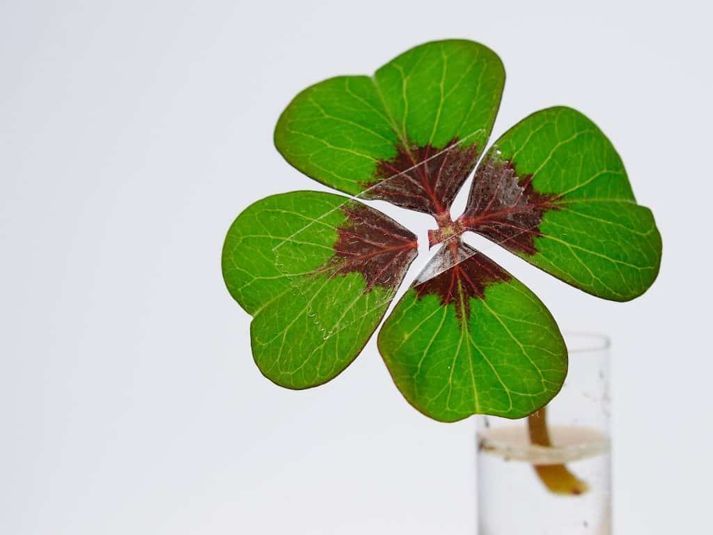 Imagem de um lindo trevo de quatro folhas disponível em um copo com água.
