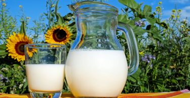 Uma jarra de leite sem lactose e ao lado um copo com leite. Ao fundo uma plantação de girassol.