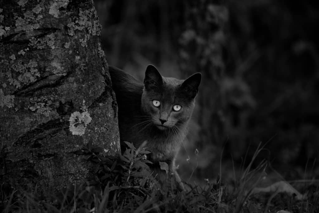 Gato preto ao lado de uma árvore