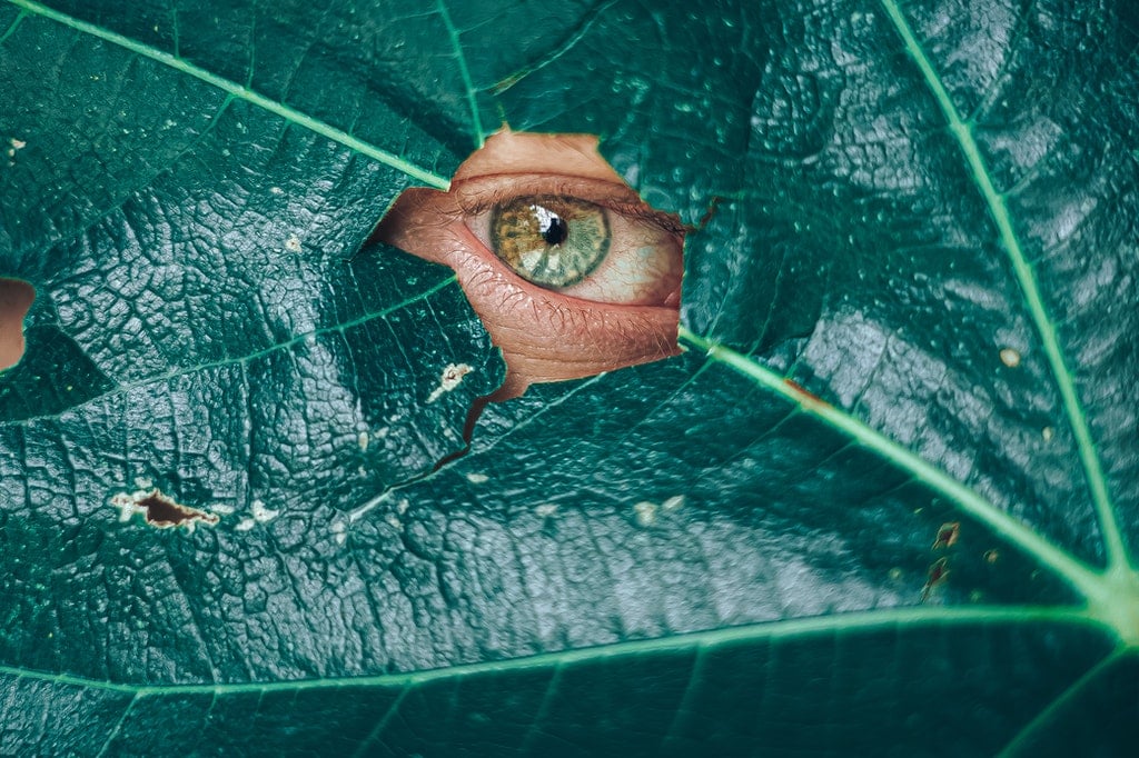 Folha verde escura com um furo central que dá foco a um olho esverdeado.