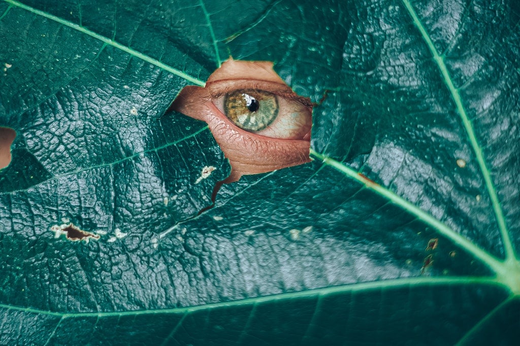 Folha verde escura com um furo central que dá foco a um olho esverdeado. 