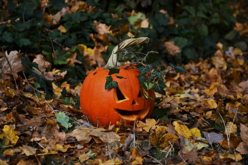 Imagem de uma cabeça de abóbora decorada em e disposta sobre um gramado com folhas de outono. Ela está decorando o jardim para celebrar o dia de Halloween.