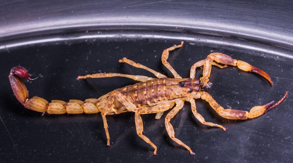 Imagem de um escorpião amarelo.