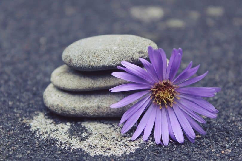 Imagem de um asfalto e sobre ele três pedras de diferentes tamanhos. Ao lado delas,, uma linda flor com pétalas roxa e o miolo amarelo.