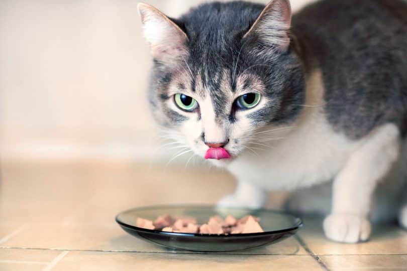 Gato cinza de olhos verdes comendo num prato.