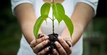 Mulher com as mãos ocupadas por terra e planta.