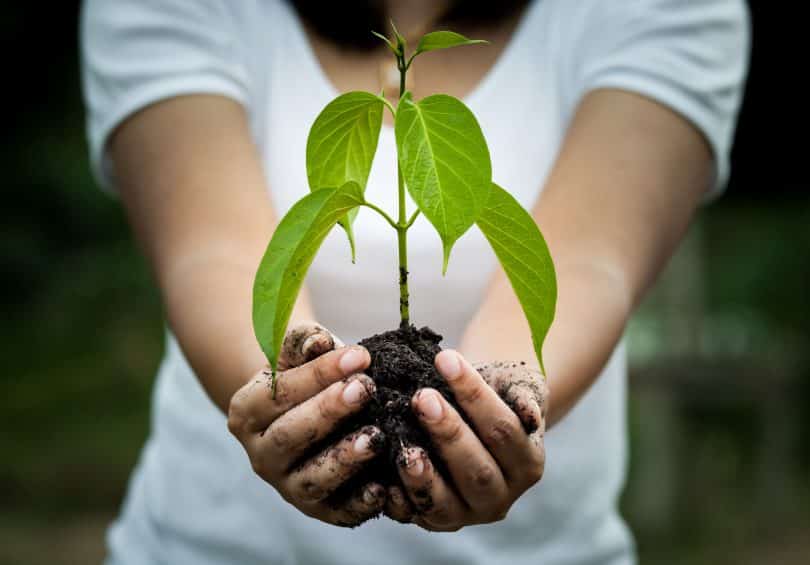 Mulher com as mãos ocupadas por terra e planta.