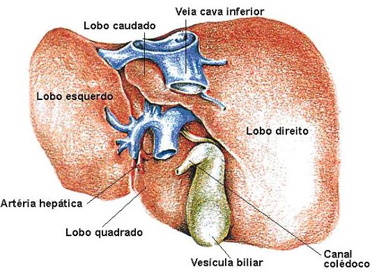 Foto ilustrativa de um fígado humano e suas artérias