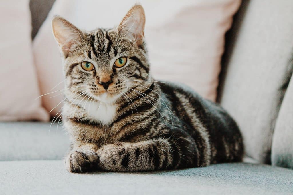 Gato marrom e cinza deitado num sofá.