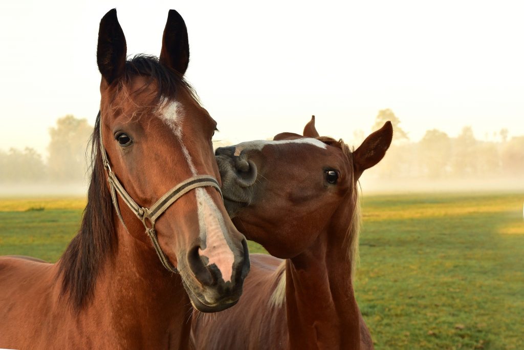 Imagem de dois cavalos na cor marrom, um ao lado do outro. Ambos estão em um campo aberto.