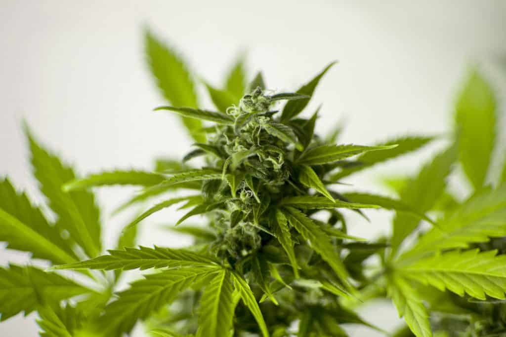 Imagem da folha da maconha bem verdinha. Ela é tida como uso medicinal na cura contra o Covid-19.