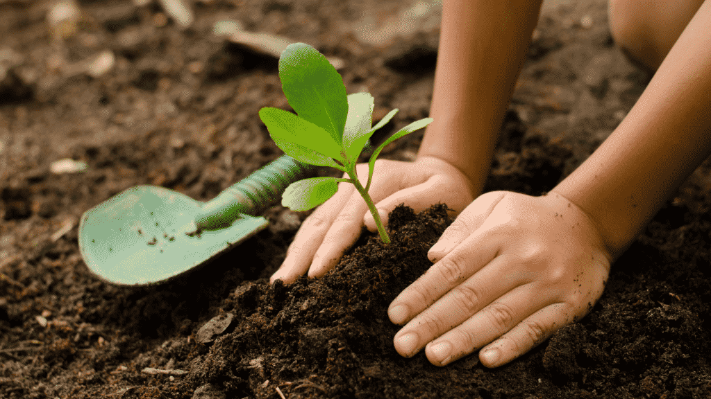 Criança plantando uma mudinha na terra