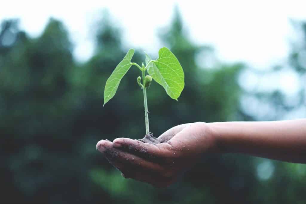 Muda de planta sobre mão infantil.