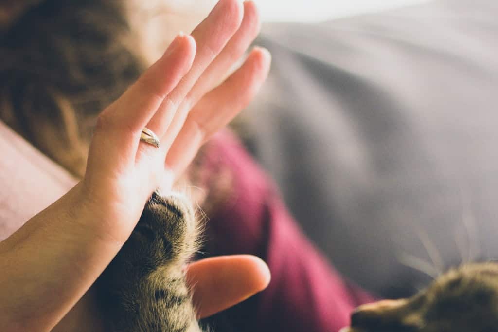 Pata de gato unida à mão humana.