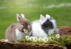 Imagem de dois coelhos, um bege e branco e o outro branco e cinza. Eles estão deitados em um gramado com algumas margaridas.