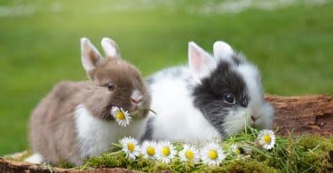 Imagem de dois coelhos, um bege e branco e o outro branco e cinza. Eles estão deitados em um gramado com algumas margaridas.