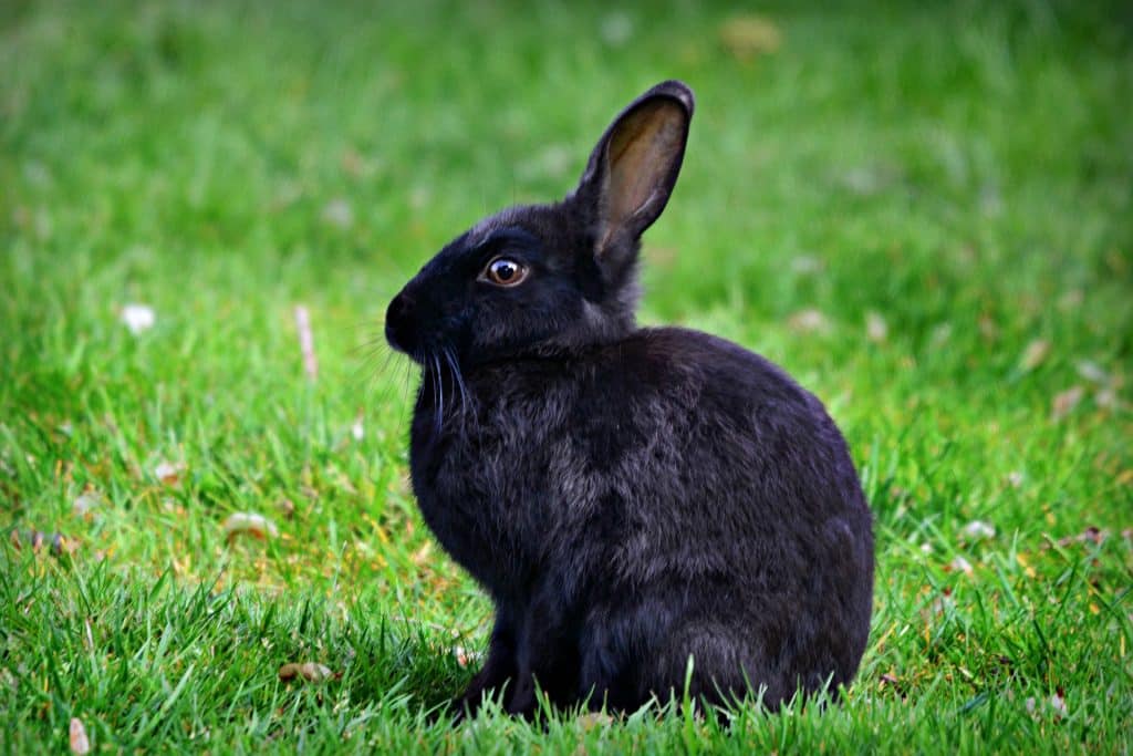 Imagem de um lindo coelho preto sentado no gramado.