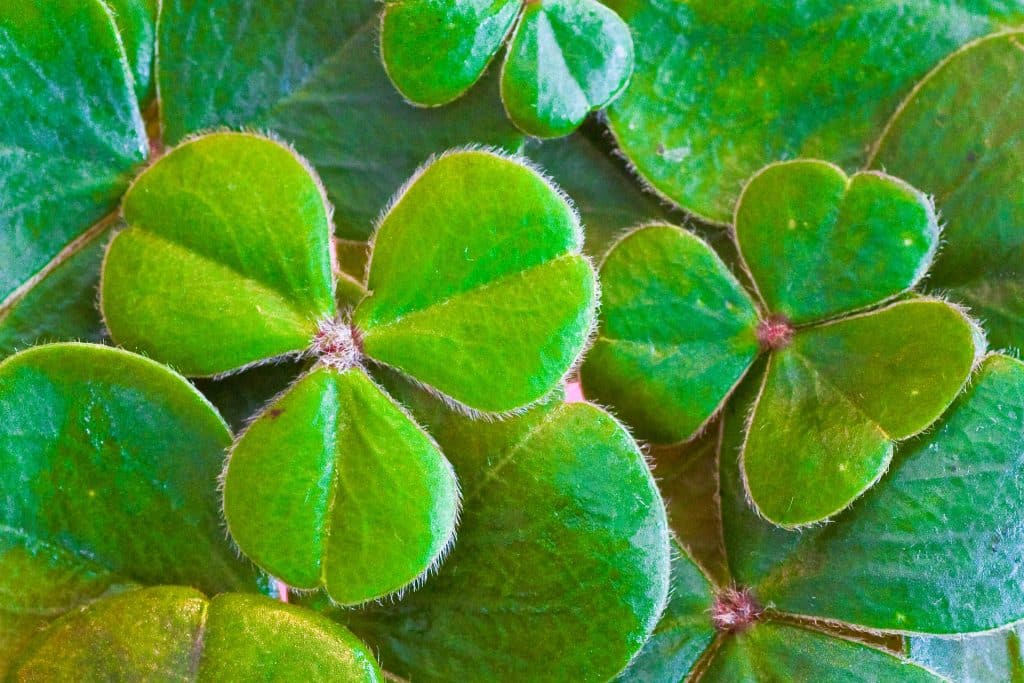 Imagem de vários trevos de três folhas na cor verde simbolizando o dia de São Patrício.